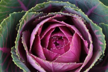 Chicago Bill & The Next Blues Band, Jan. 16